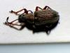 Phyllobius pyri